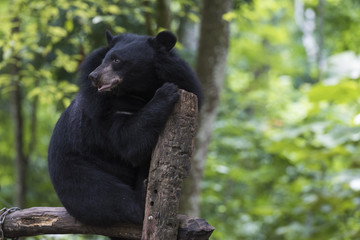 Black Bear resting on wood