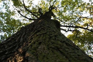 high deciduous tree seen from below