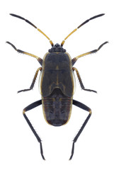 Bug Graptopeltus lynceus on a white background