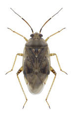 Bug Lygus rugulipennis on a white background