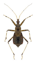 Bug Himacerus apterus on a white background