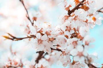 Apricot blossom background