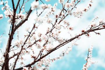 Apricot blossom background