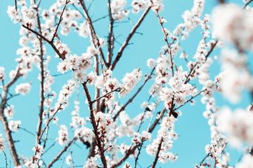 Apricot blossom background
