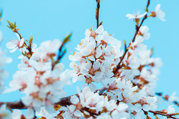 Apricot blossom background