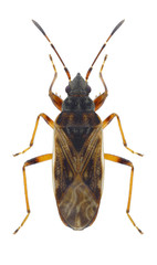 Bug Pachybrachius fracticollis on a white background