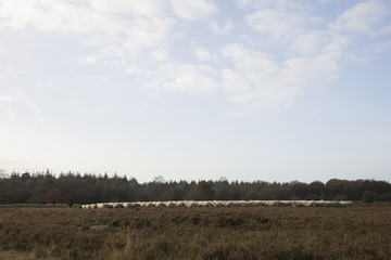 Obraz premium sheeps