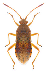 Bug Rhopalus maculatus on a white background