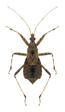 Bug Himacerus apterus on a white background