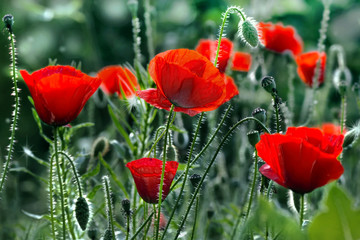 Obraz premium flower