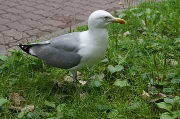 Mewa