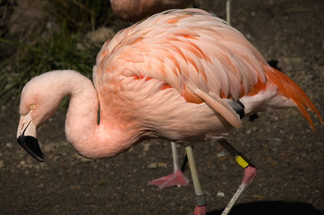Pink Chilean Flamingo