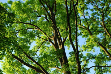 Naklejka premium Tree