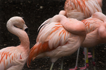 Pink Chilean Flamings and Feathers