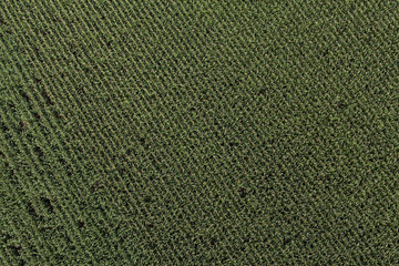 aerial view of harvest fields in Poland