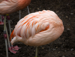 Obraz na płótnie Canvas Pink Chilean Flamingo Feathers Ball
