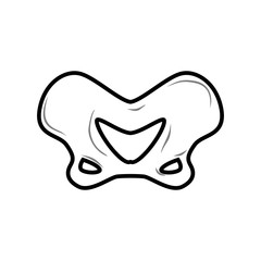Mandible human isolated. Lower jaw. Anatomy of bone. Part of sku