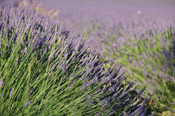 lavender field diagonal