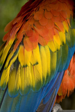 Scarlet Macaw Feathers Close Up