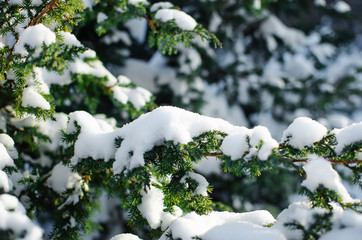 fir branch in snow- Christmas Holidays Background