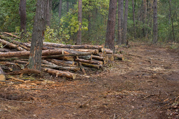 Pine stump, result of tree felling. Total deforestation, cut forest
