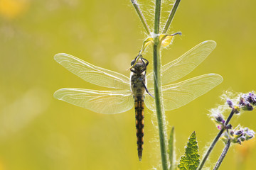 insect dragonfly hanging on to grass, is widely spread its wings