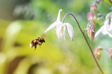 striped bumblebee flies up to pink flower bell