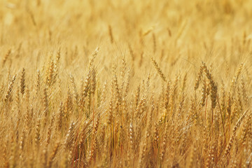 Fototapeta premium agricultural field with gold ears of wheat