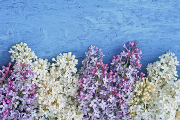 white and purple lilac lies on a blue wooden table