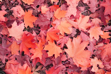 Naklejka na ściany i meble autumn color background