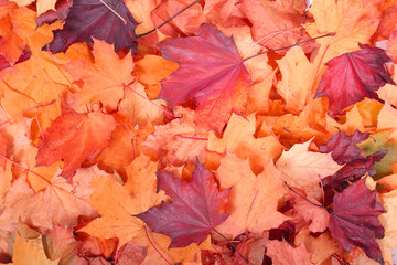 autumn color background