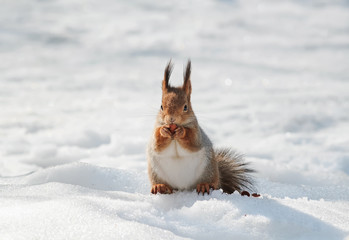 beautiful fluffy squirrel eating nuts on a white snow in the winter forest