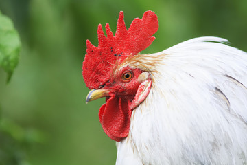 portrait of a beautiful white rooster on a background of green grass