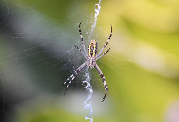 garden-spider sitting on his web on a summer meadow