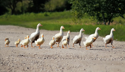 Obraz premium a happy little family of yellow ducks crossing the road