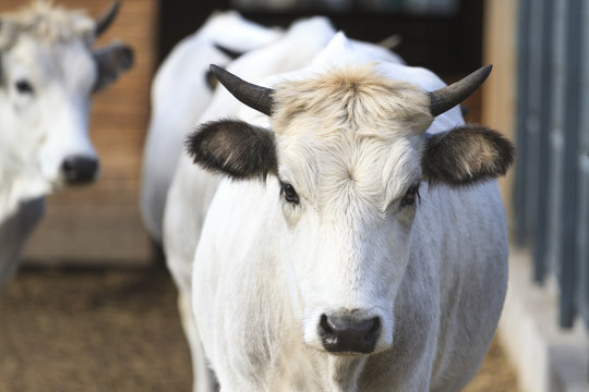 gray cow breeds, rare animals,sacred animal