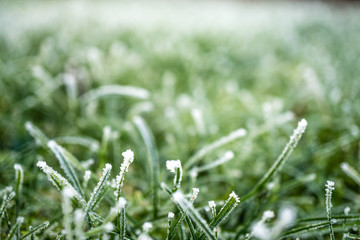 Winter vereiste Wiese 