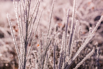 Fototapeta premium Frozen Genista