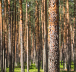 The pine tree on the coniferous forest background