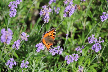 Nymphalidae Aglais urticae on Lavandula officinalis in Trädgårdsföreningen Gothenburg, Sweden