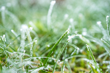 Winter vereiste Wiese 