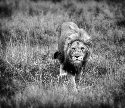 Beautiful Lion Caesar in the savanna. scorched grass. male with battle scars