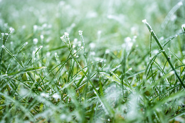 Winter vereiste Wiese 