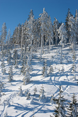 Zimowe drzewa w Masywie Śnieżnika © Agnieszka Rodowicz