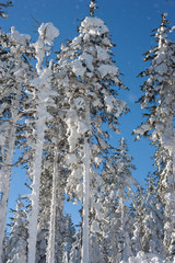 Zimowe drzewa w Masywie Śnieżnika © Agnieszka Rodowicz