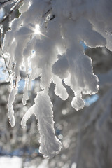 Zimowe drzewa w Masywie Śnieżnika © Agnieszka Rodowicz
