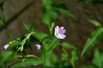 Kleinbl&uuml;tiges Weidenr&ouml;schen - Nahaufnahme
