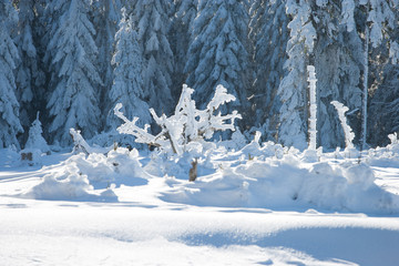 Zimowe drzewa w Masywie Śnieżnika