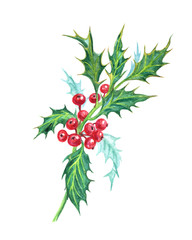 A branch of holly, watercolor drawing.