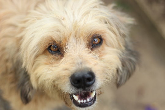 cachorro sorrindo